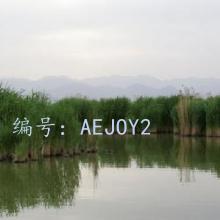 ɱ